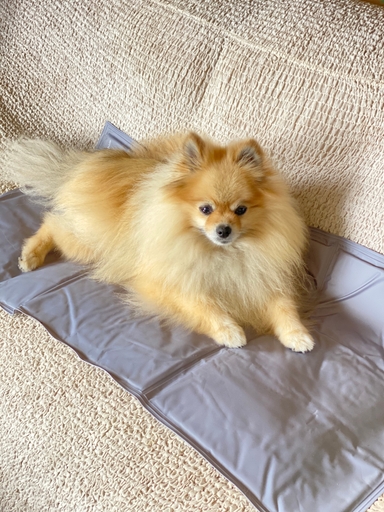 公式】 クールジェルマット - アンビエントラウンジ