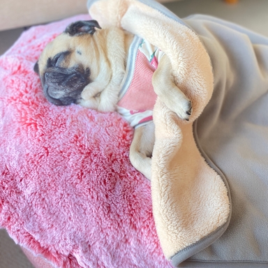 公式】 ペットブランケット - アンビエントラウンジ