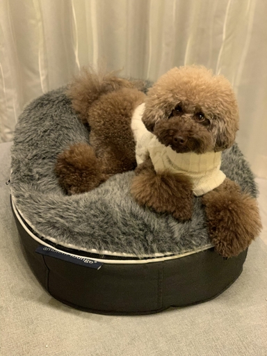 公式】 ペットラウンジ補充キット - アンビエントラウンジ