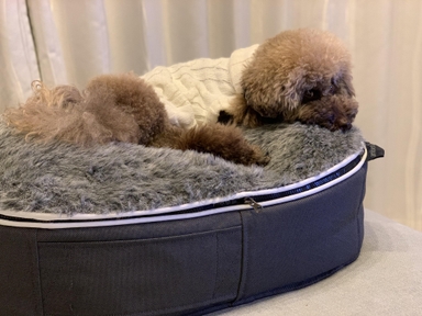 公式】 ペットラウンジ補充キット - アンビエントラウンジ