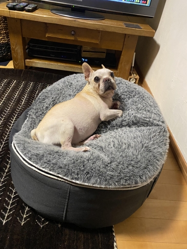 公式】 ペットラウンジ補充キット - アンビエントラウンジ