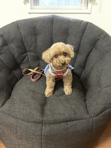 公式】 ソファ補充キット - アンビエントラウンジ