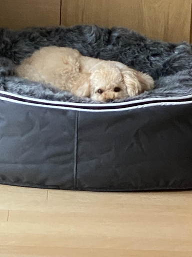 公式】 生地サンプル ソファー - アンビエントラウンジ