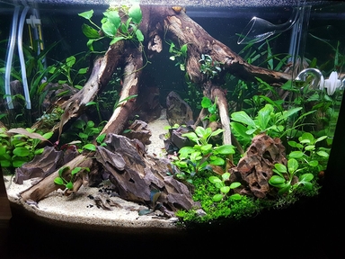 FZONE Stainless Steel Aquairum Lily Pipe 16/22 mm Filter Tube Supply and Drain for Aquarium, Planters, with Acrylic Tube Fixer
